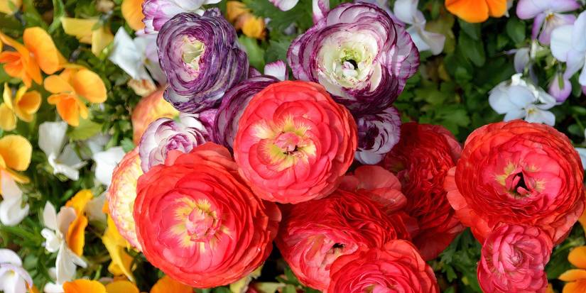 70s Ranunculus Prom Perfection: May’s Best Blooms for Your Bouquet
