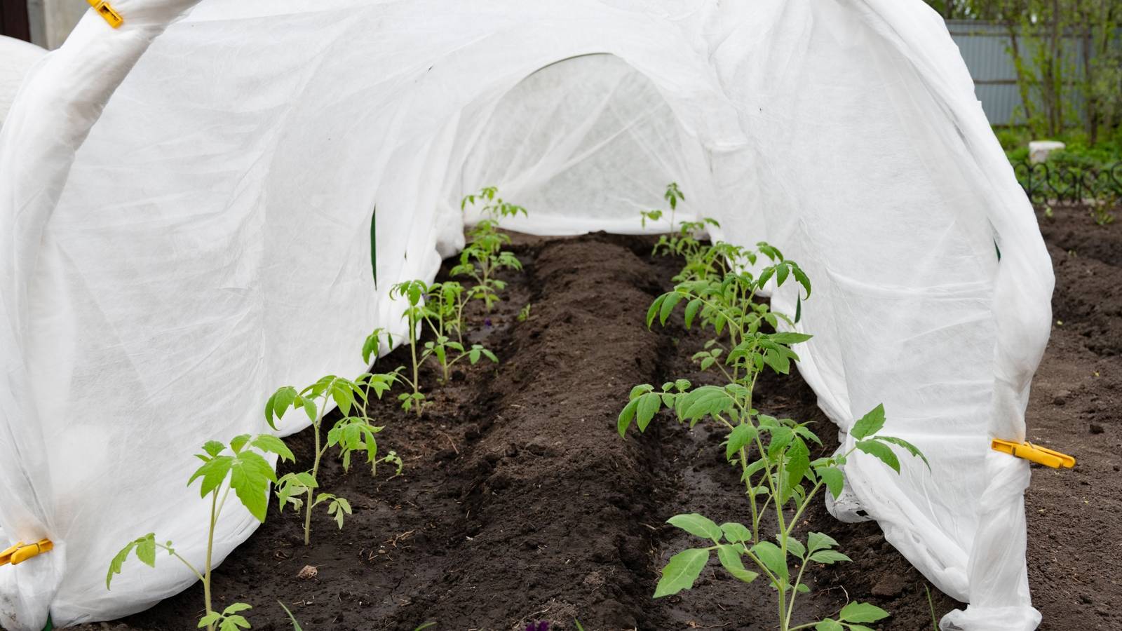 Spring Flower Protector Snow in Spring? 5 Life-Saving Tricks to Shield Your Plants
