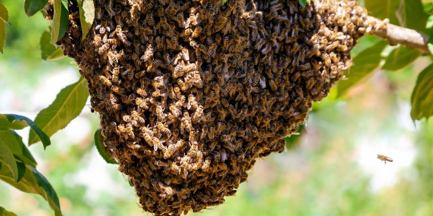 Swarming Invasive Insects How to Identify and Handle Swarming Insects in Your Backyard