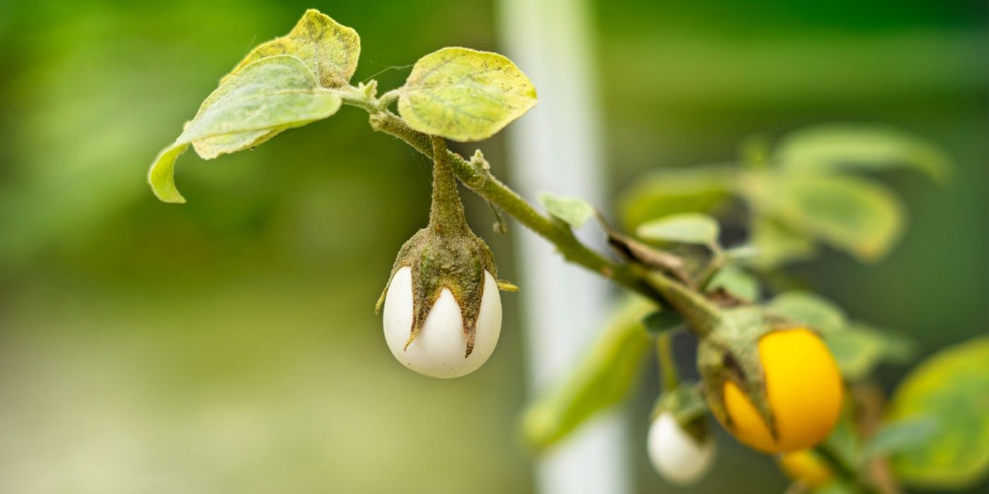 Top Egg-Like Plants for Easter: Affordable Garden Alternatives