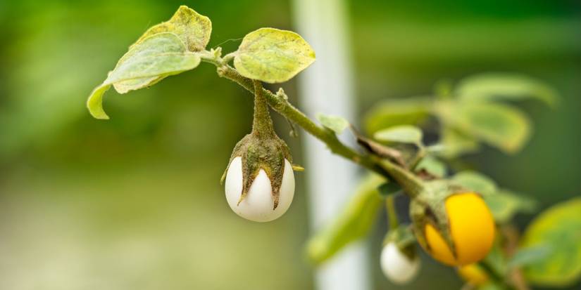 Top Egg-Like Plants for Easter: Affordable Garden Alternatives