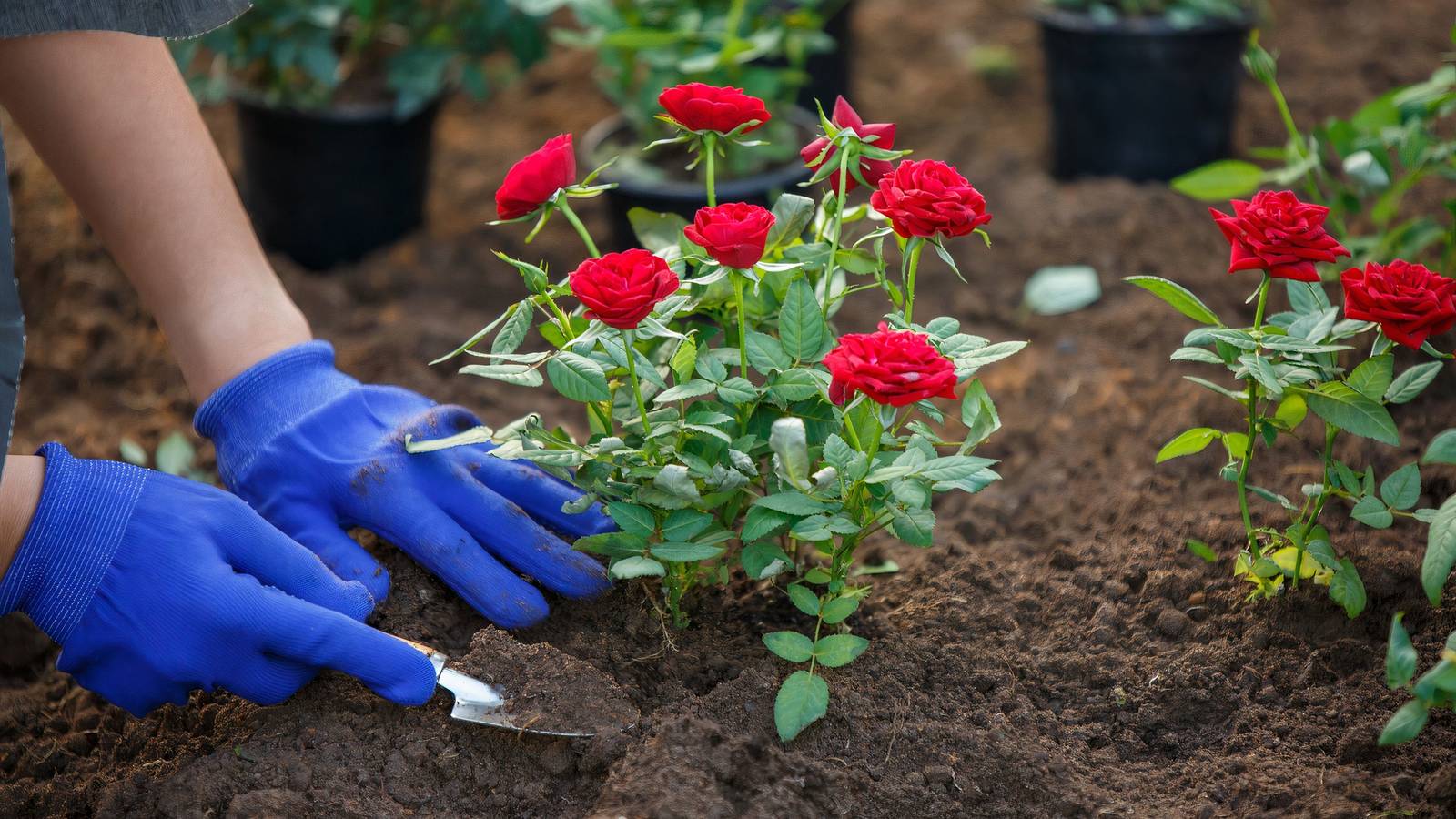 Hashtag Roses Interplant April’s Best Blooms: 5 Stunning Roses to Plant Now