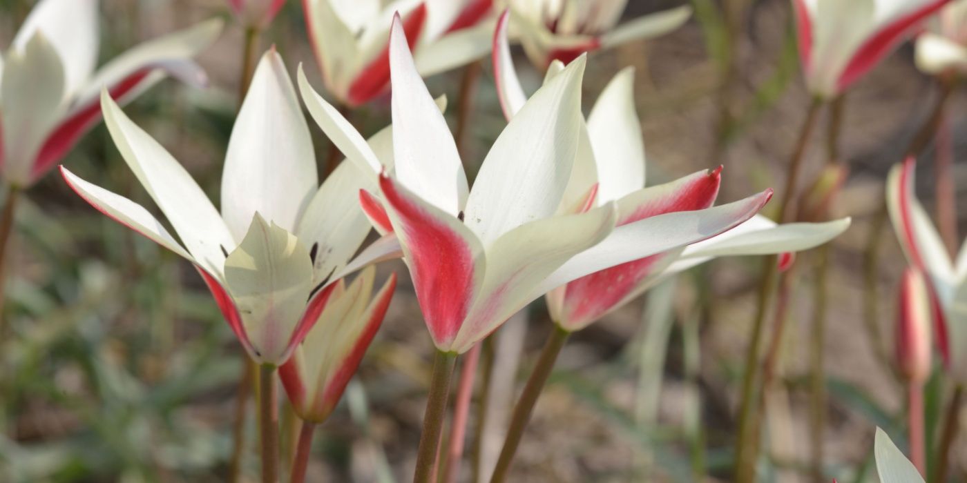 5 Stunning Species Tulips That Deserve a Spot in Your Garden