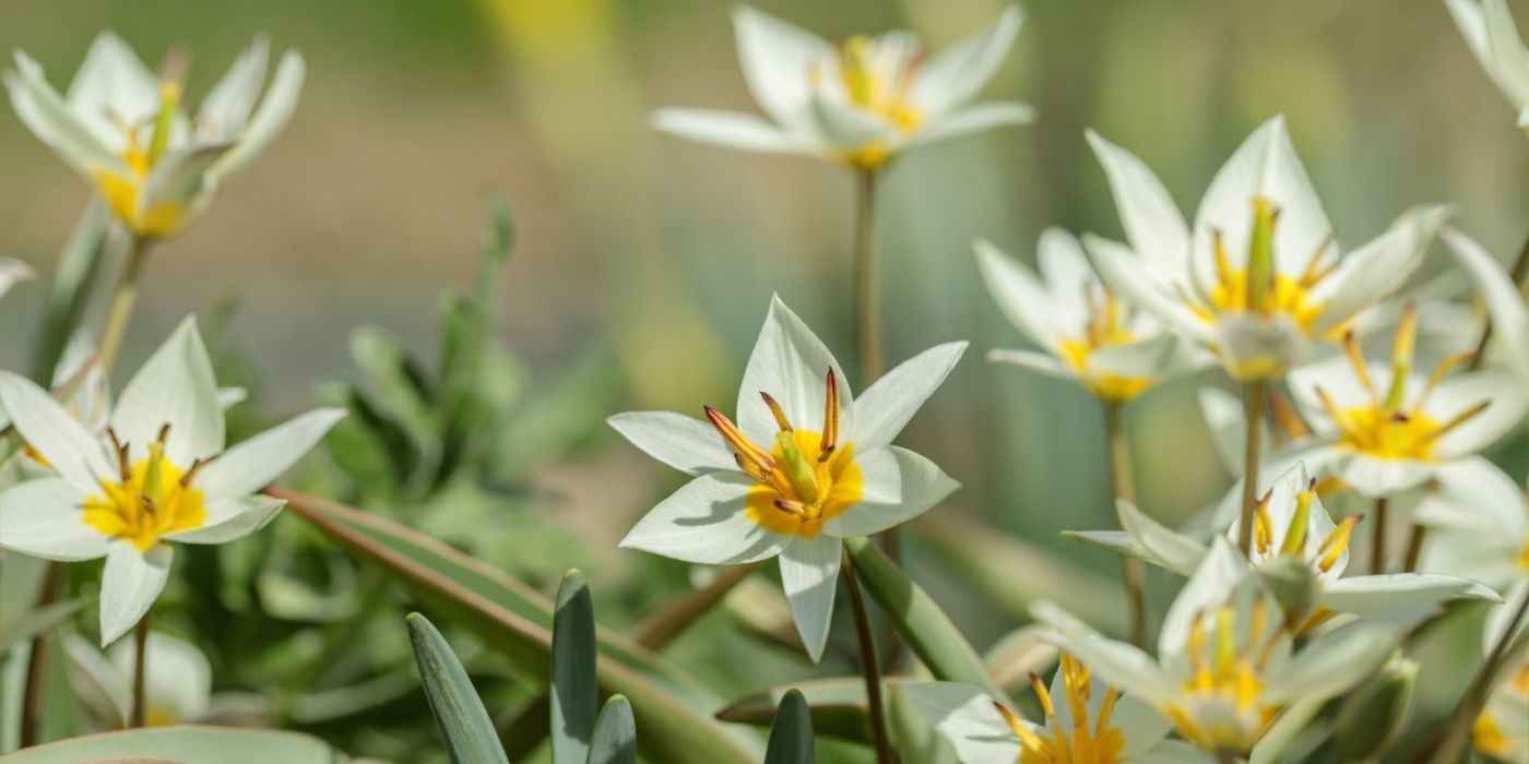 5 Stunning Species Tulips That Deserve a Spot in Your Garden
