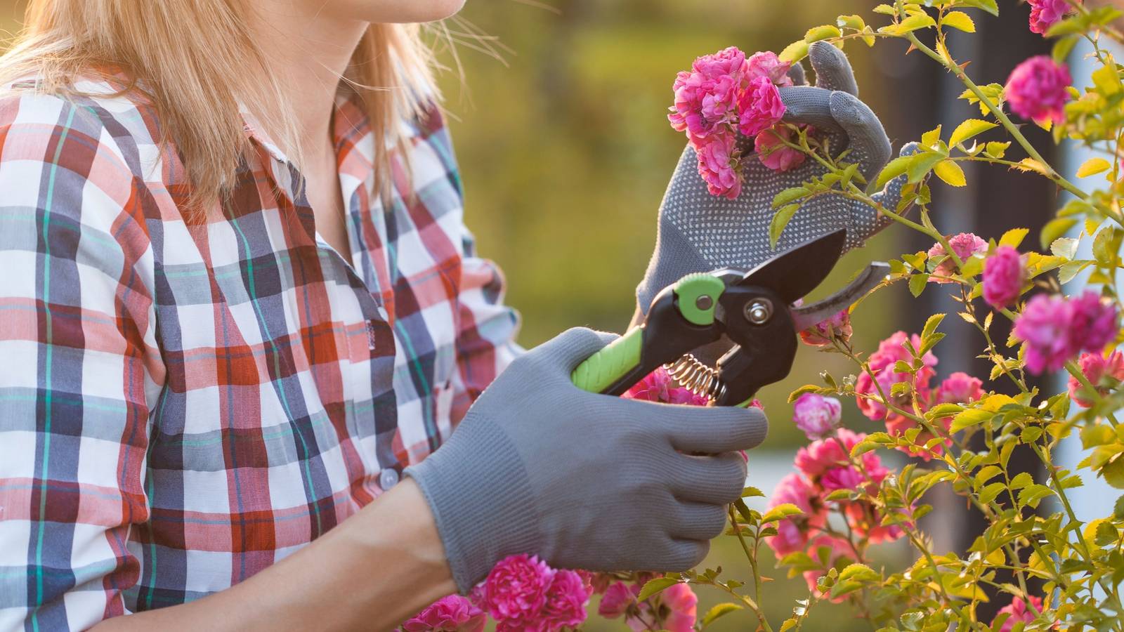 The Ultimate Guide to Pruning Roses: 5 Pro Tips for Stunning Blooms