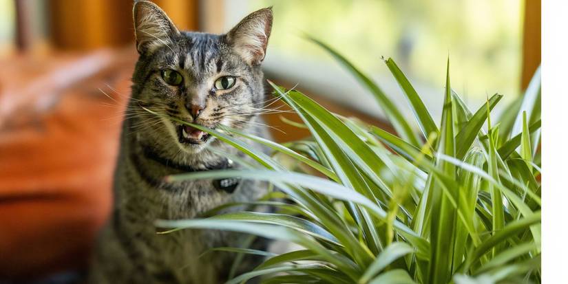 Cat eating spider plant