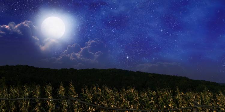 Moonlight Cornfields Moon Gardening Explained: Fact or Folklore?