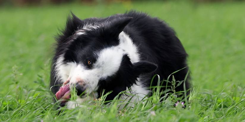 Pet-Safe Gardening Starts With These Plants