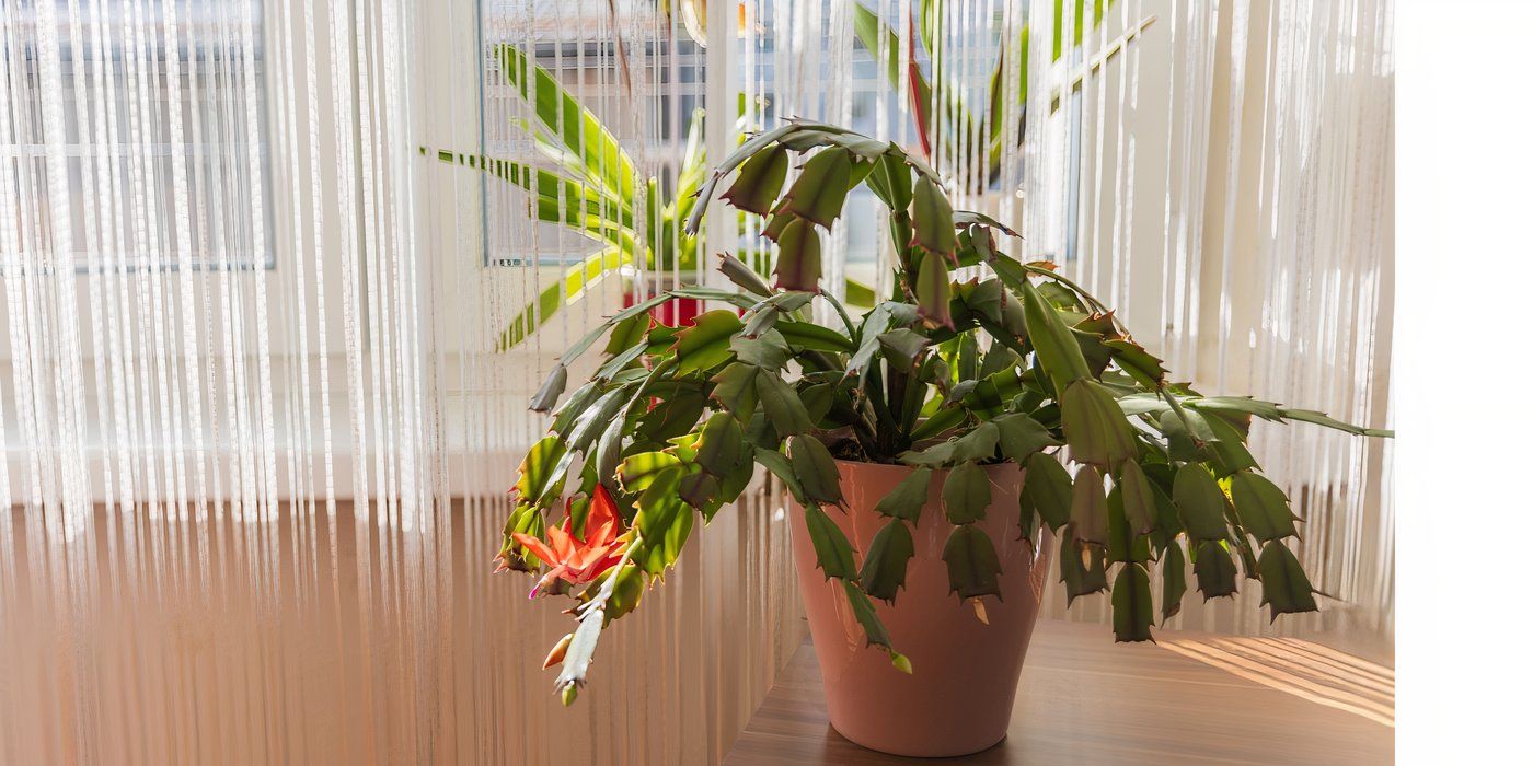 Plant Light 101: Everything You Need to Know