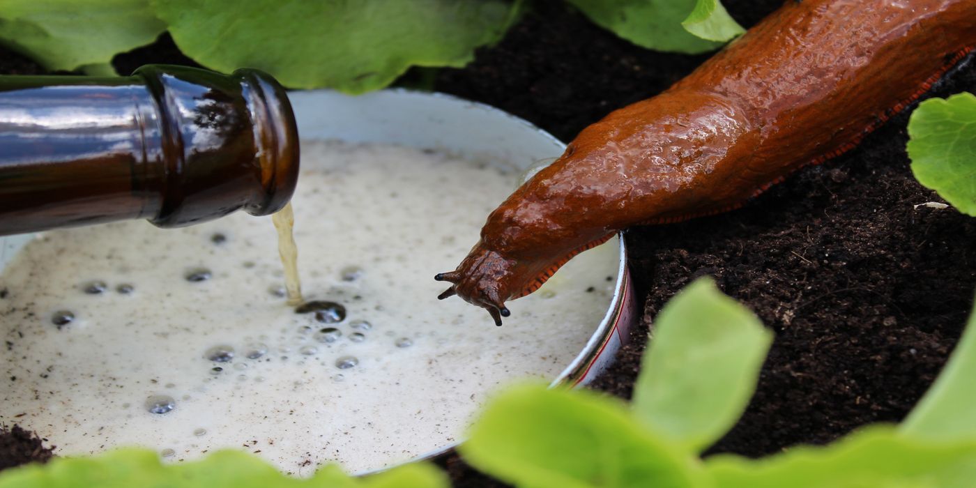 Build a Beer Trap for Budget-Friendly Backyard Pest Control