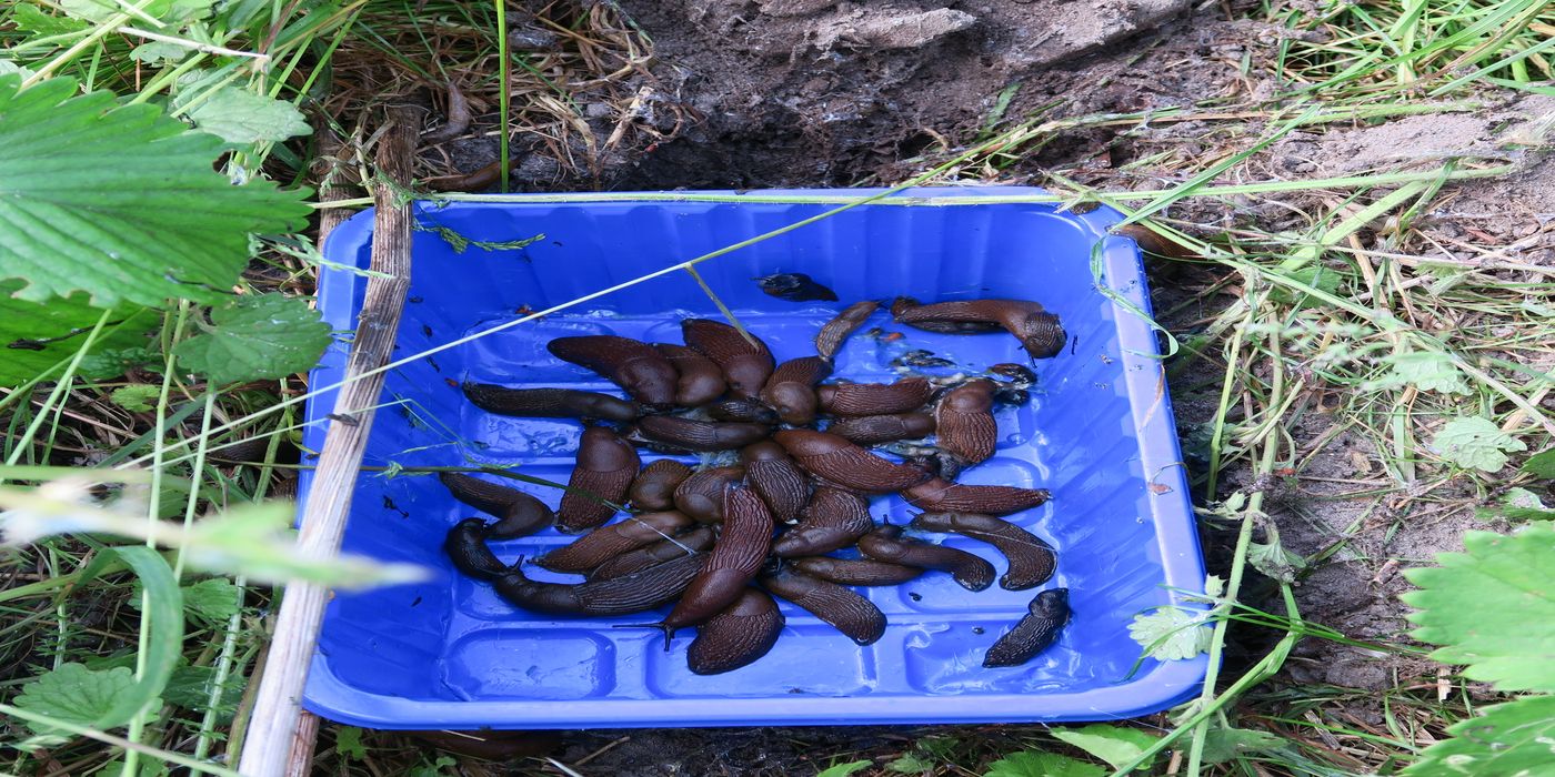 Build a Beer Trap for Budget-Friendly Backyard Pest Control