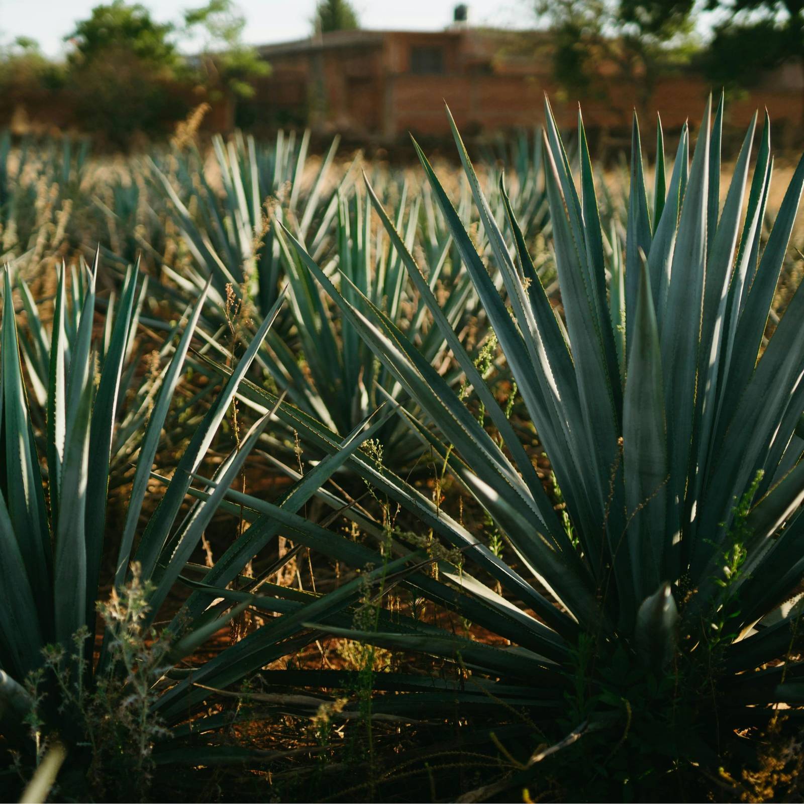 How to Make Syrup from American Agave: Simple DIY Guide for Everyday Use