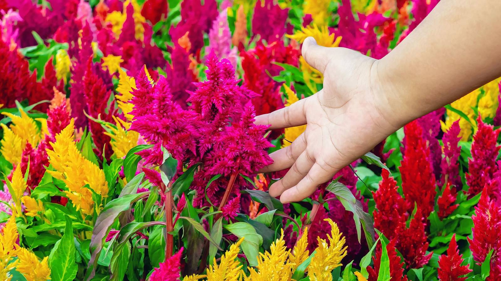 Best Outdoor Plants for Direst Sun in Florida: Ultimate Heat-Resistant Picks