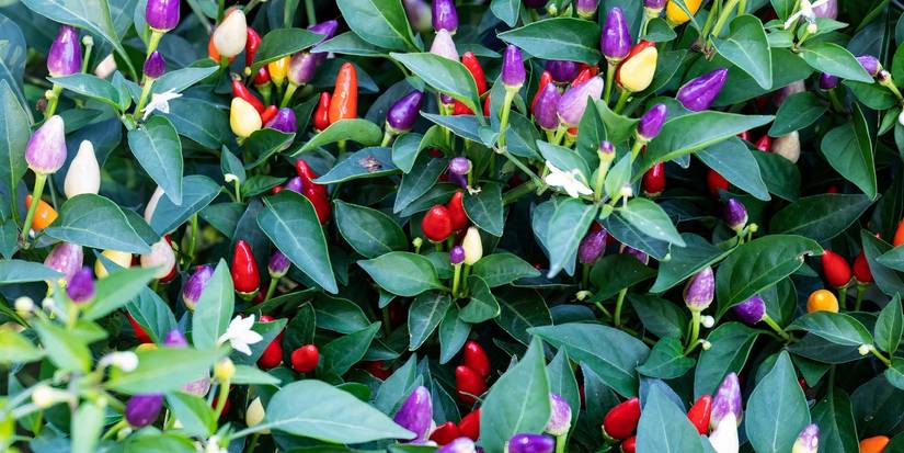 6 Beautiful Veggies That Double as Porch Decor