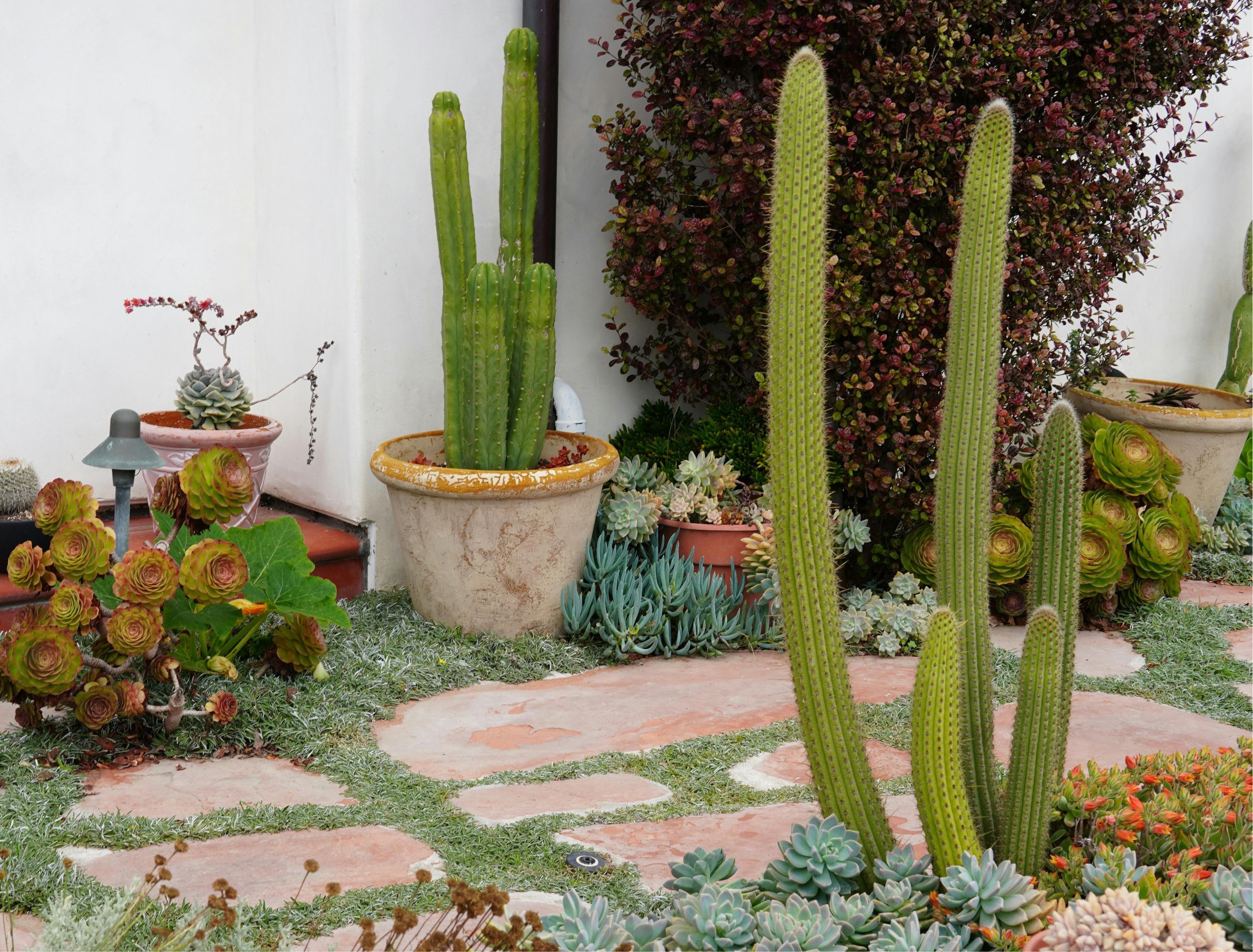 Grow Desert Plants in Wet Climates: Drainage and Soil Tips