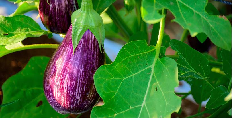 'Fairy Tale' eggplant in a container garden