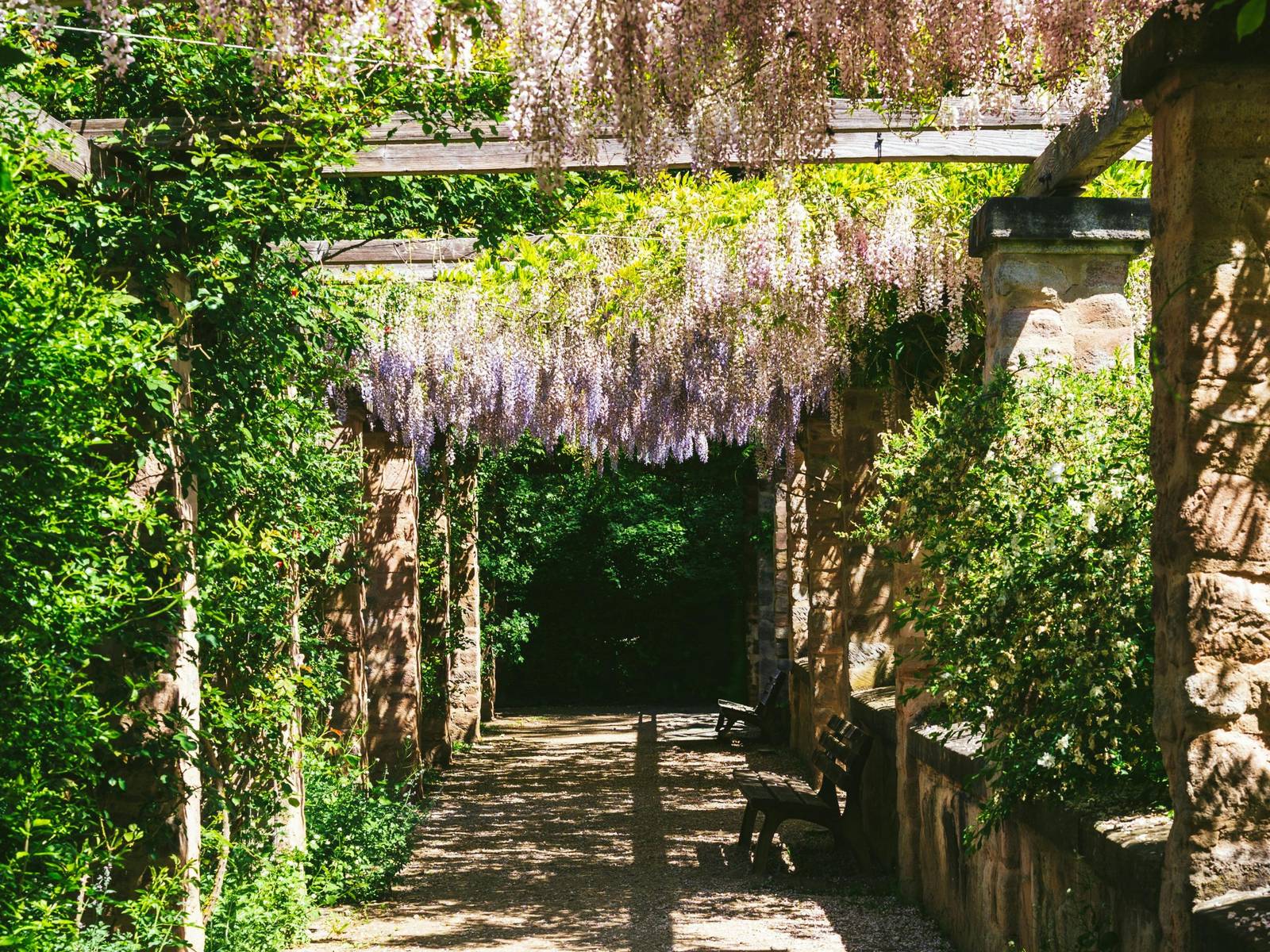 Beautiful flowering hedge archway in a garden