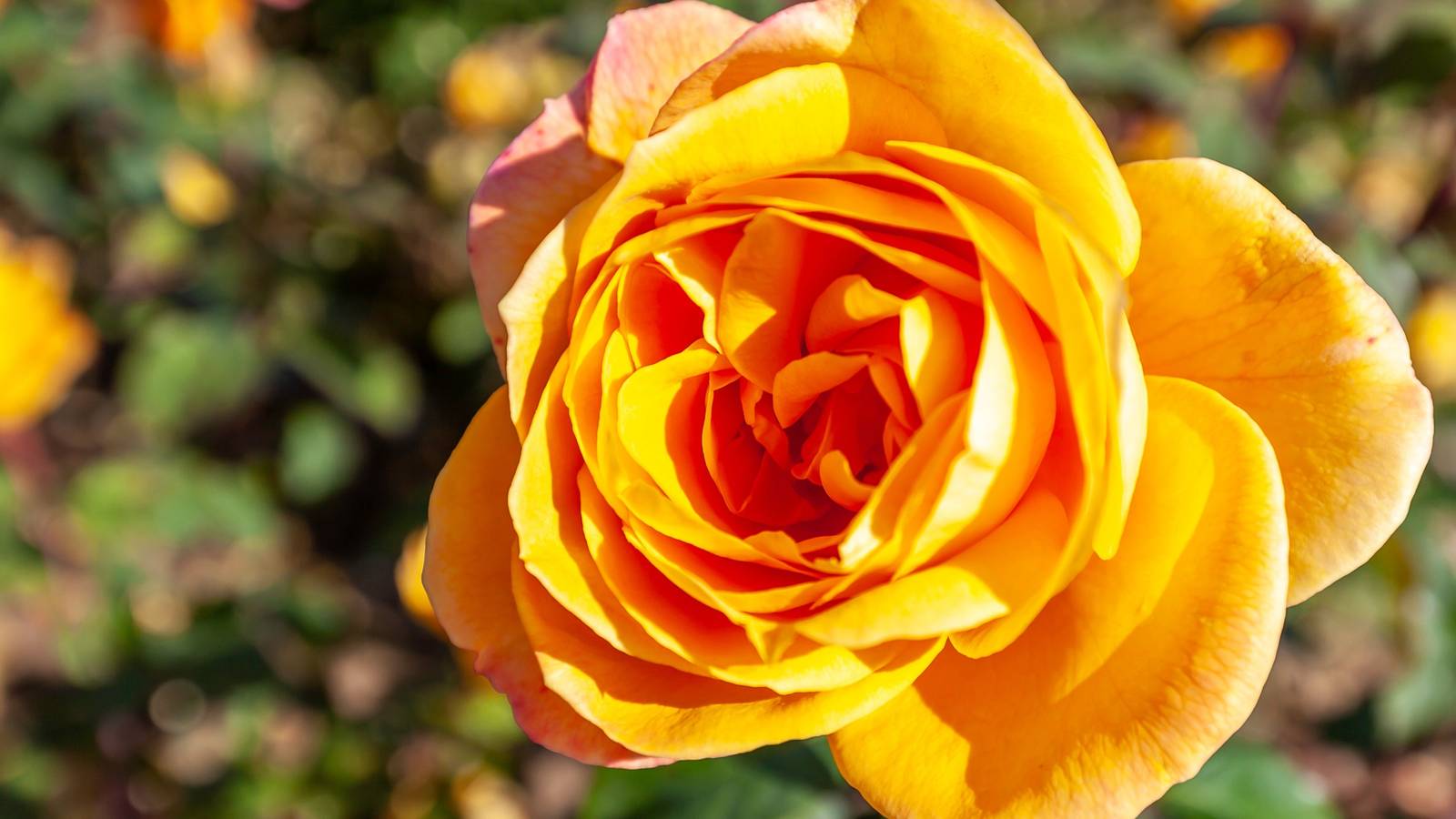 Transform Your Landscape with Show-Stopping Rose Cultivars