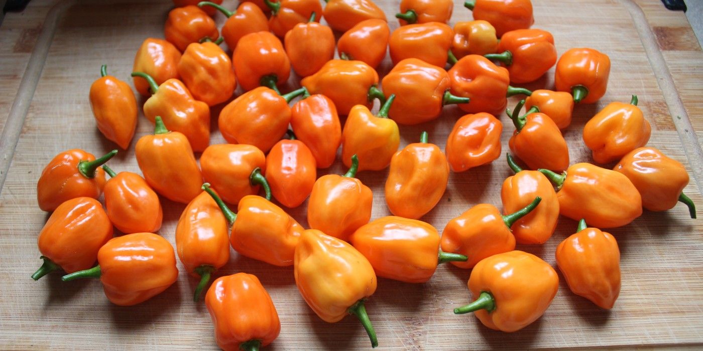 How to Grow Habanero Peppers in Containers