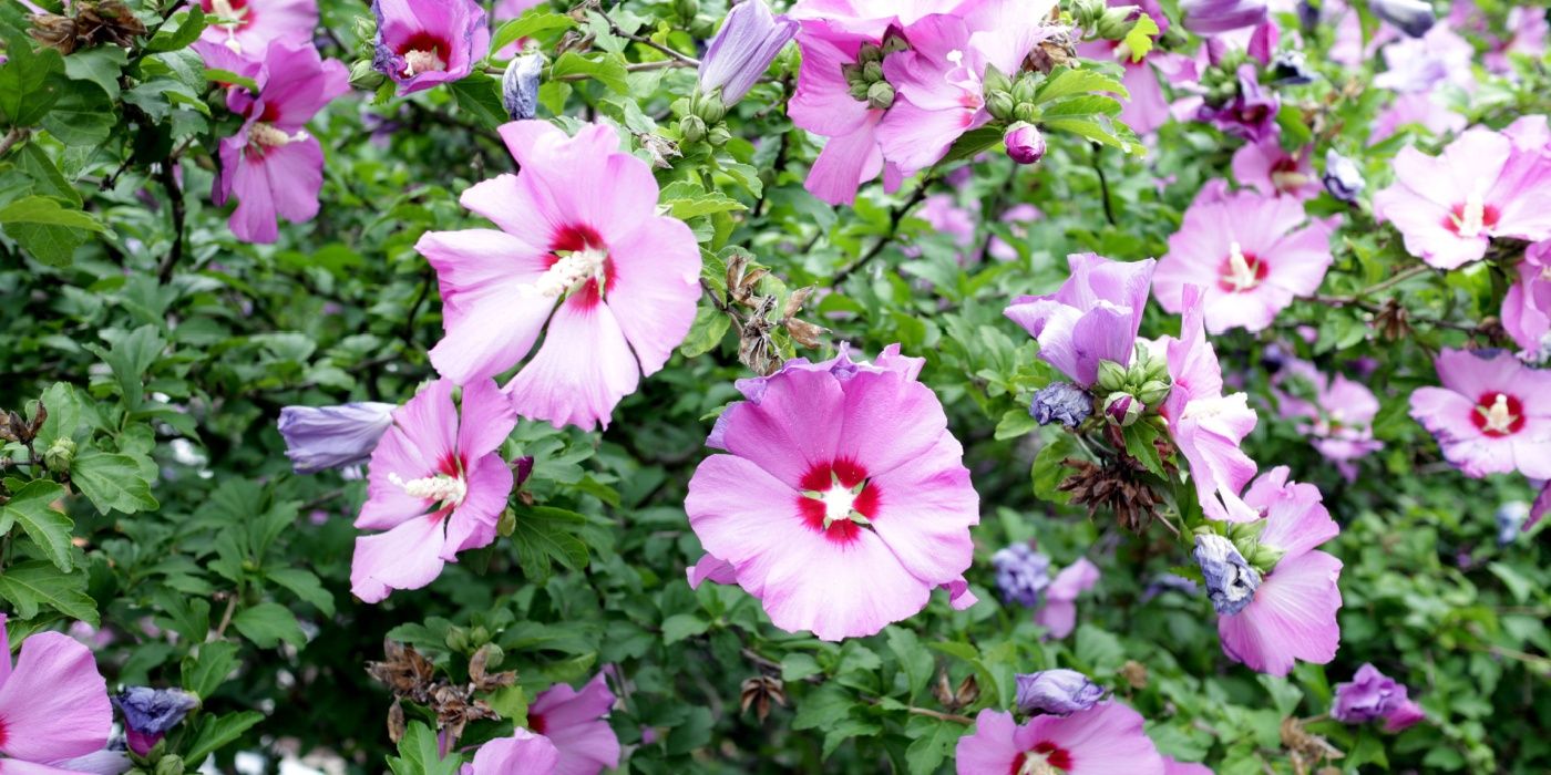 From Dirt to Blooms Your First Flower Garden Made Easy