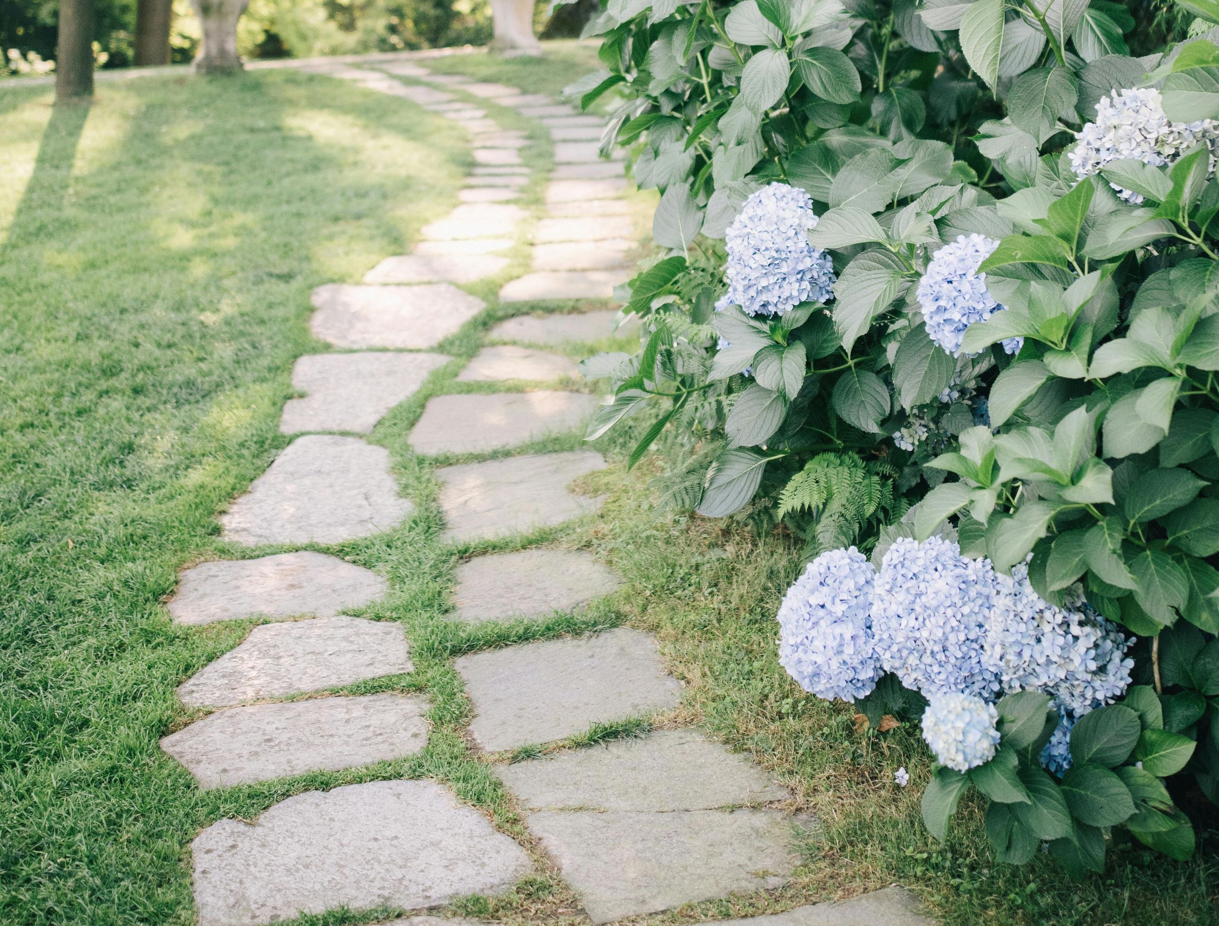 Perennials That Add Color and Structure to Walkways
