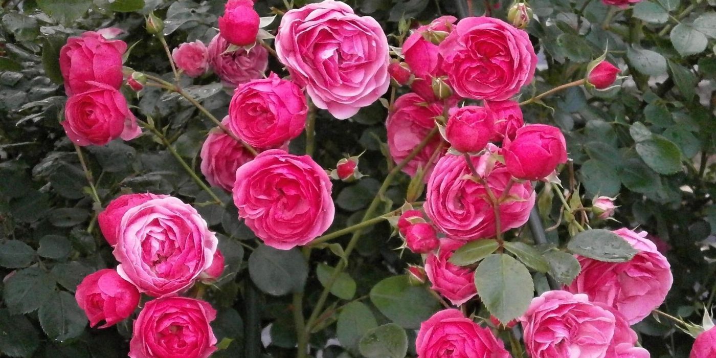 Rose Garden Ideas to Transform Your Backyard into a Floral Paradise