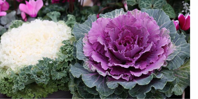 6 Beautiful Veggies That Double as Porch Decor