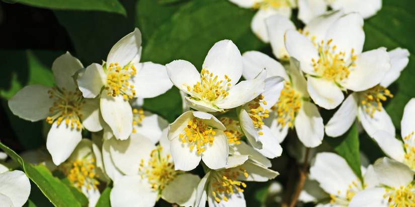 Petite Perfume Pink: The Royal Flower Bush Your Garden Deserves