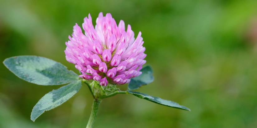 Plants That Will Make You and Your Backyard Healthier