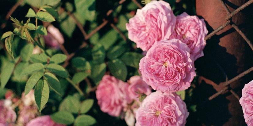 Build a Dreamy Rose Arbor: DIY Garden Guide