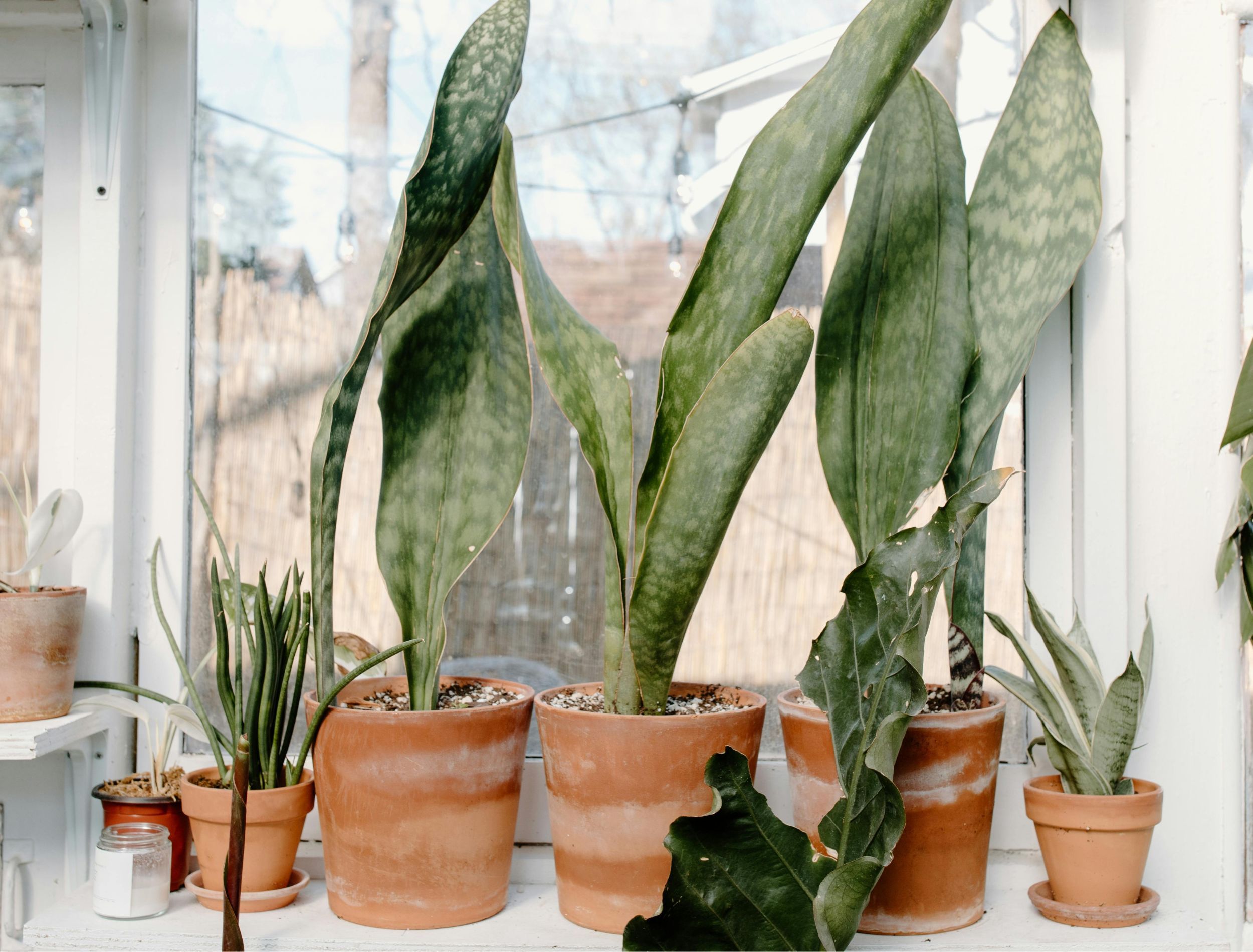 Vertical Houseplants for Small Spaces