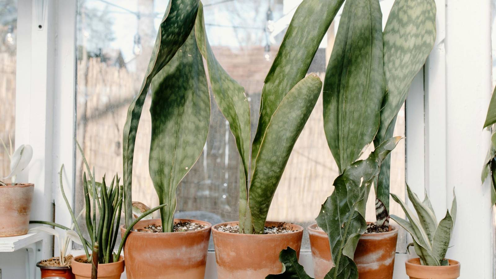 Vertical Houseplants for Small Spaces