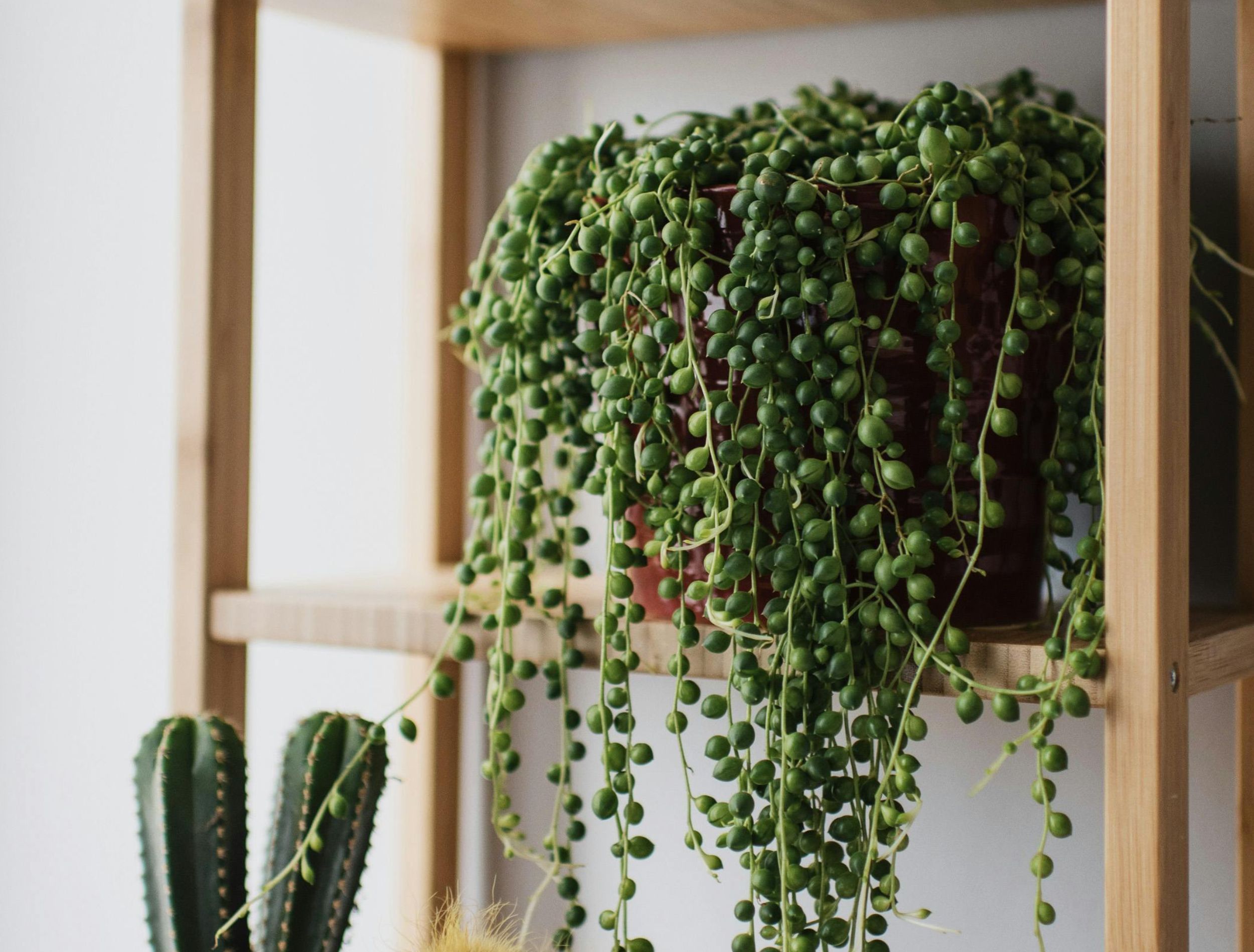DIY String of Pearls Decor for Trendy Spaces