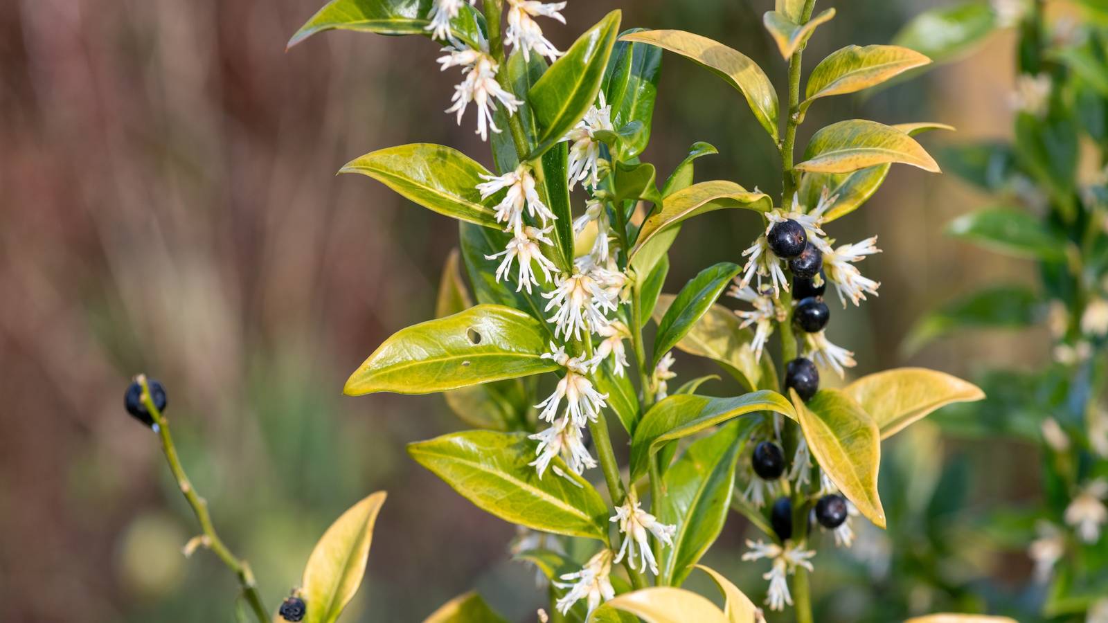 Why Sweet Box is the Perfect Low-Maintenance Plant For You