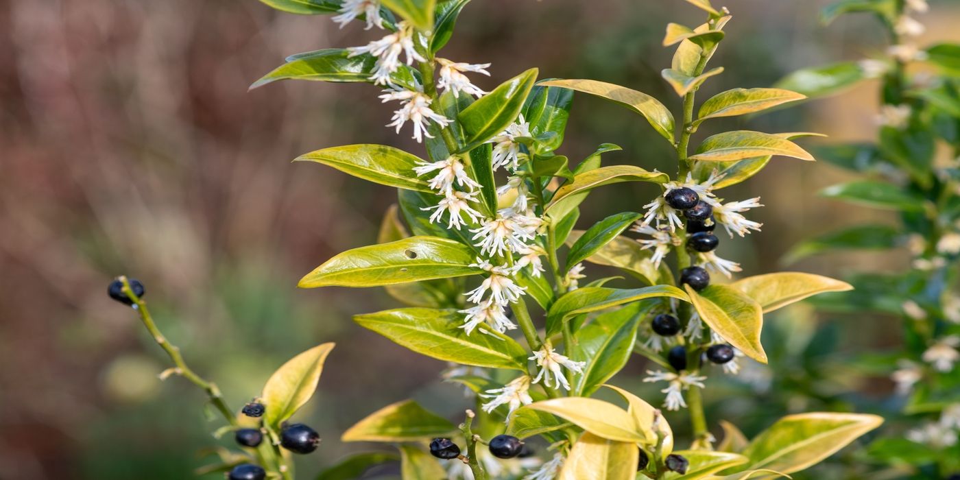 Why Sweet Box is the Perfect Low-Maintenance Plant For You