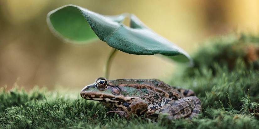 Attracting Frogs And Toads to Your Garden: Easy Tips for Success