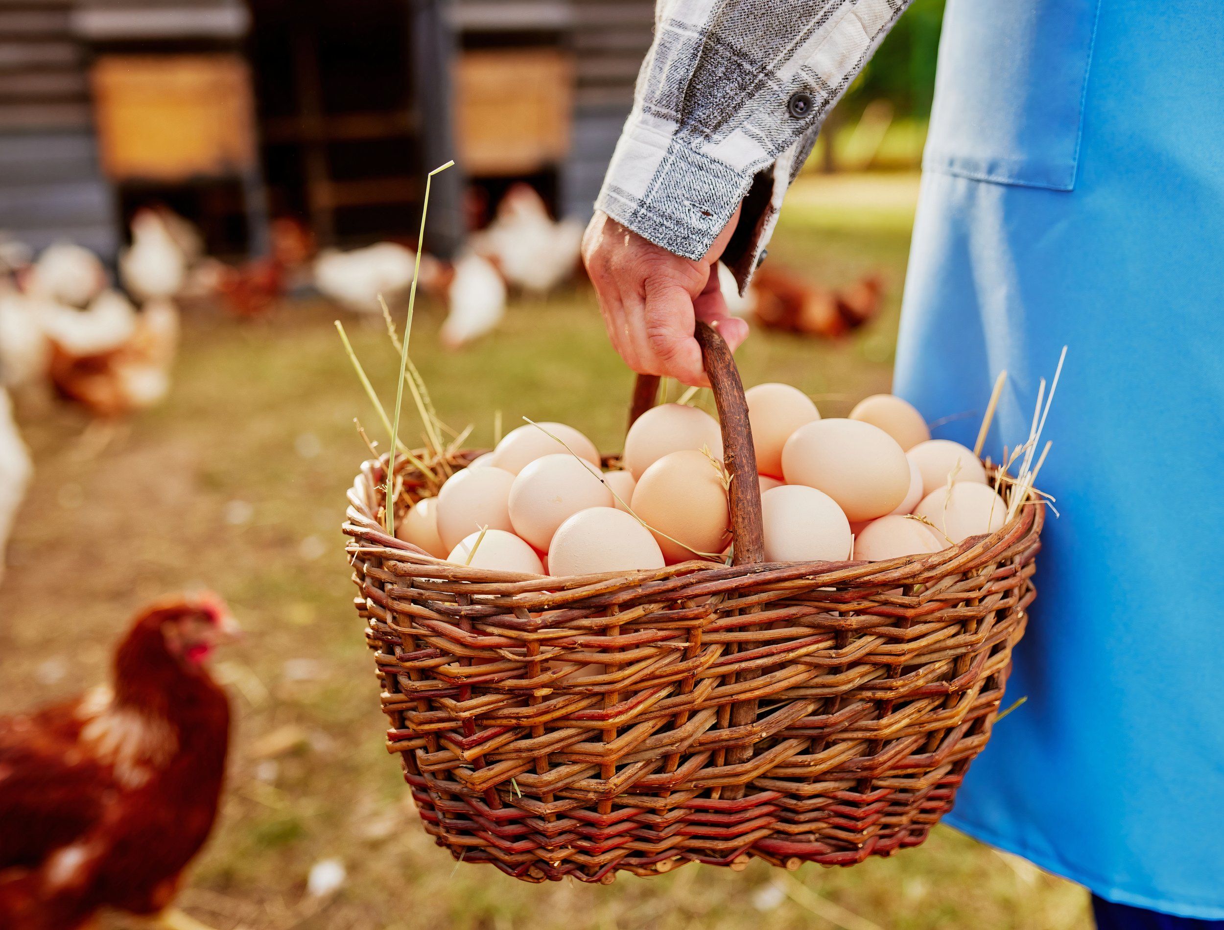 The Rise of Backyard Chickens, Then and Now
