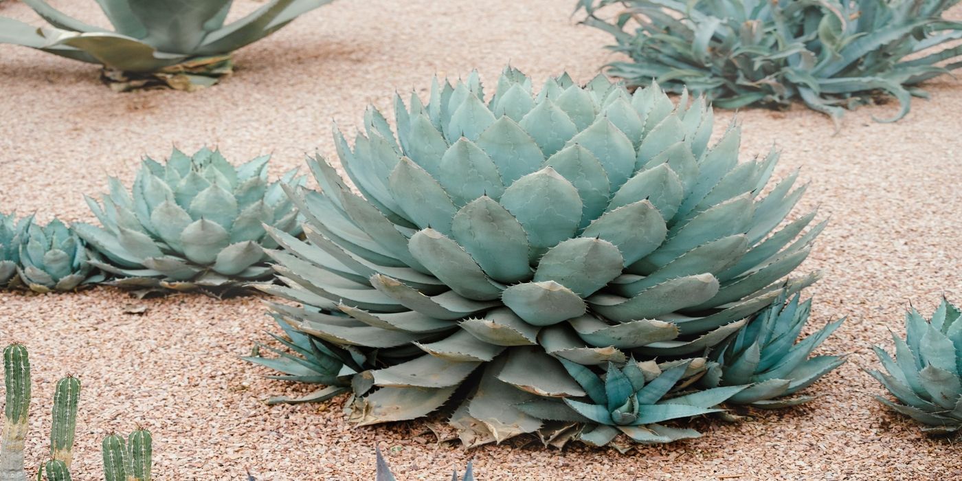 Artichoke Agave: A Rare Flower That Blooms Once in a Lifetime