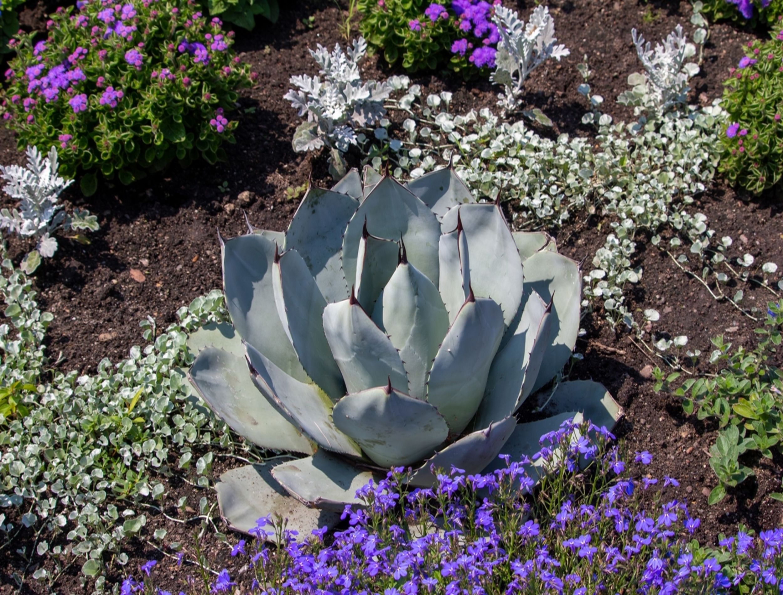 artichoke-agave-new.jpg?w=1600