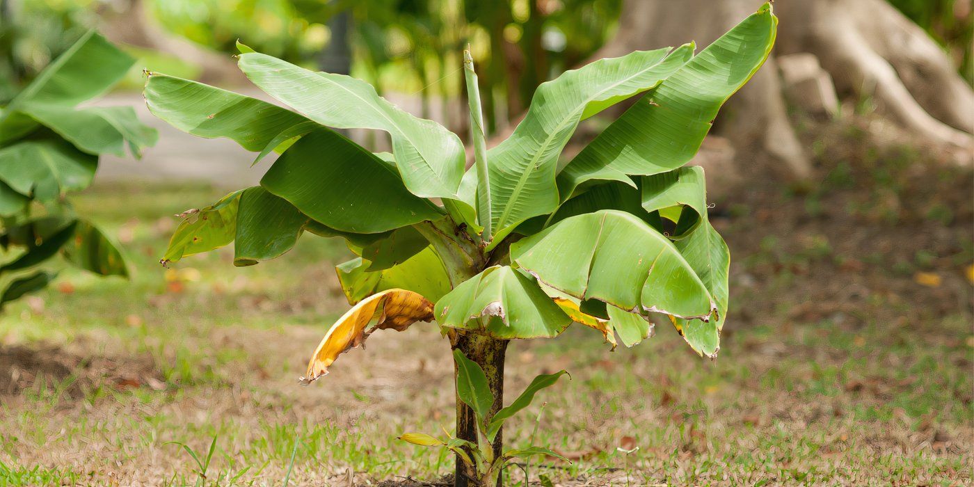 Create a Tropical Oasis: Grow Rainforest Plants For a Lush Garden