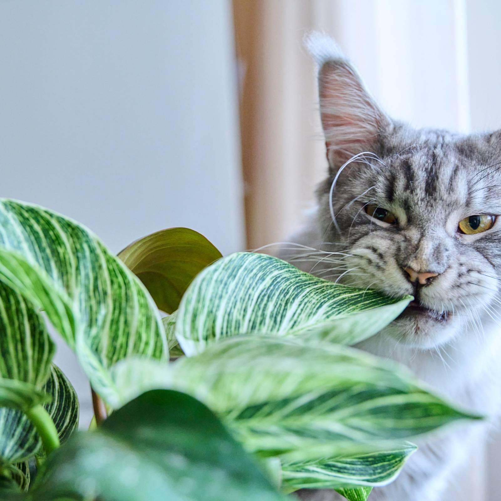 How to Stop Pets from Eating Houseplants Without Sacrificing Style