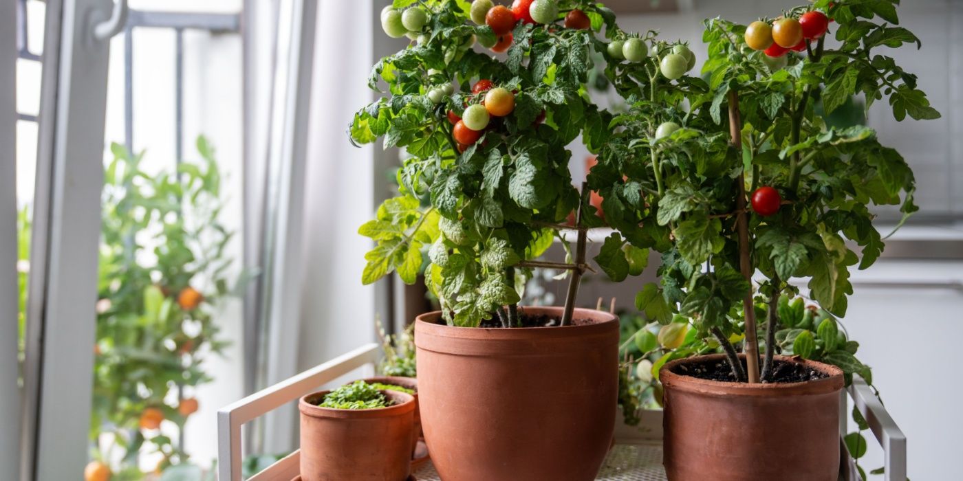 7 Top Tips For Growing Tomatoes in Containers