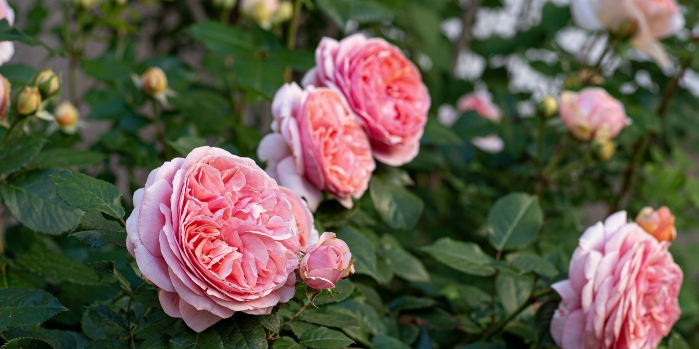 Garden Roses: A Blooming Tale of History and Beauty