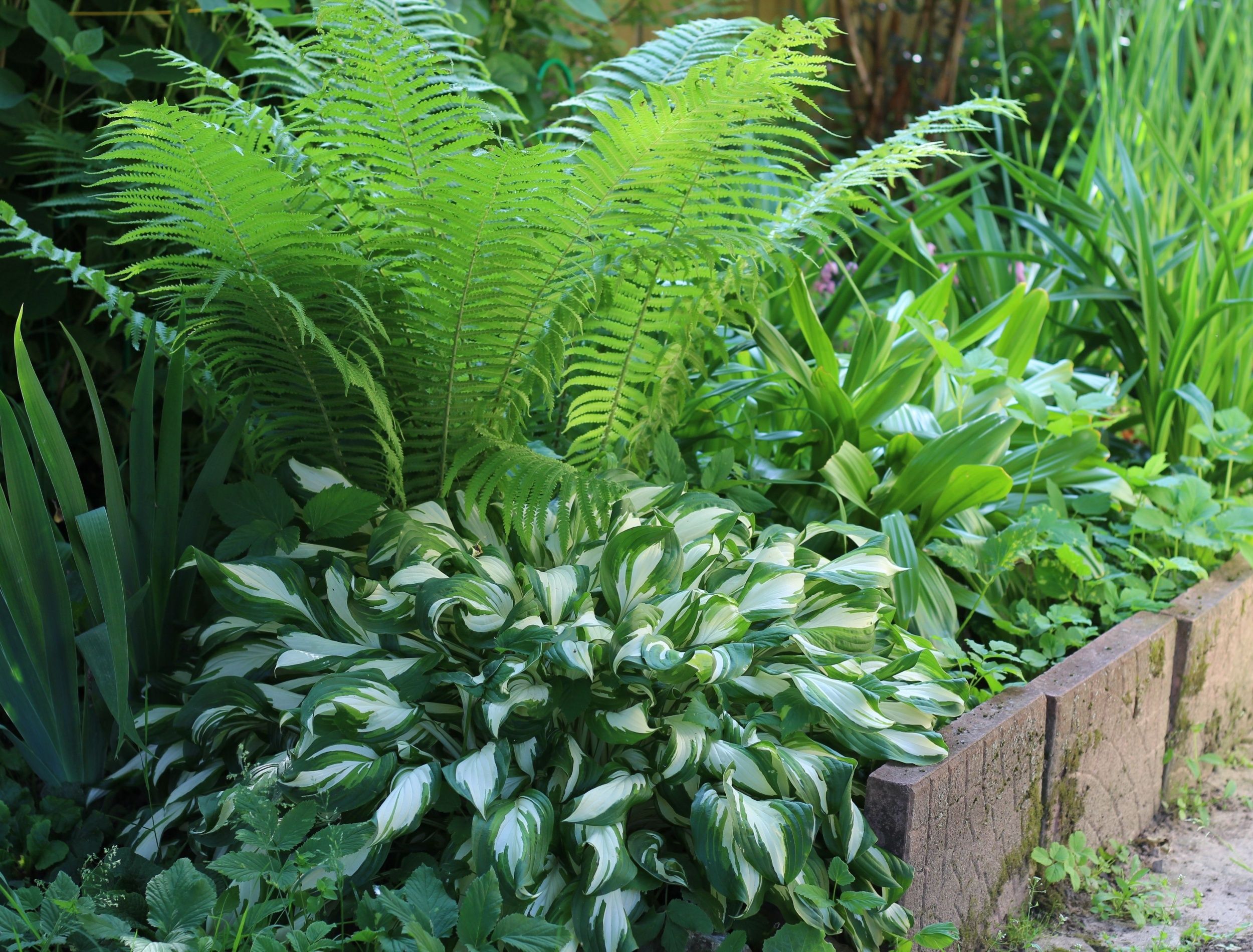 https://static0.backyardbossimages.com/wordpress/wp-content/uploads/2025/06/ferns-and-hostas-in-a-shady-garden-raised-bed.jpg