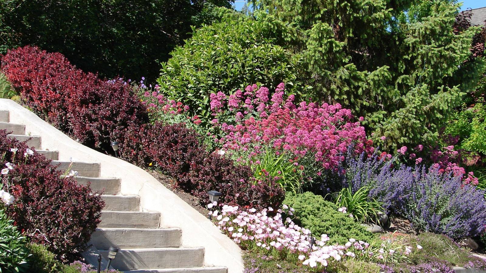 Landscaping a Steep Hill: Plants That Will Transform Your Sloped Yard, image size:1600x900