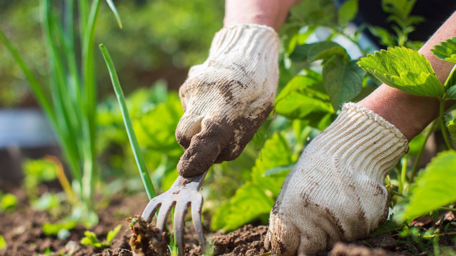 Easy Backyard Makeover Ideas You Can Do Daily