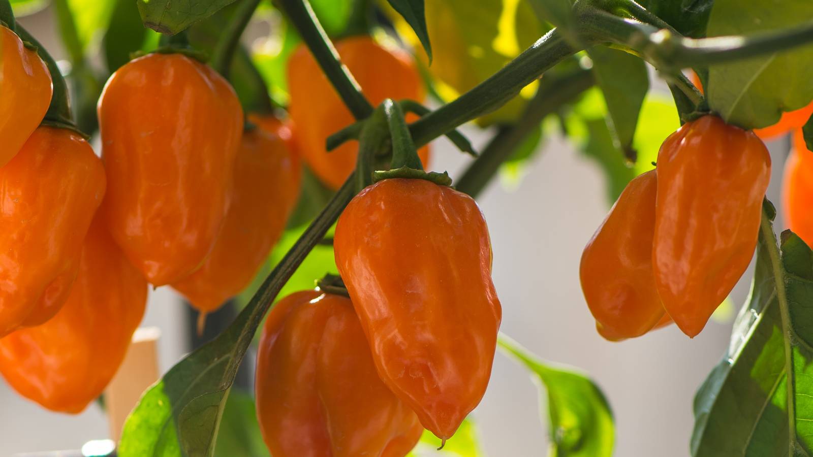 How to Grow Habanero Peppers in Containers