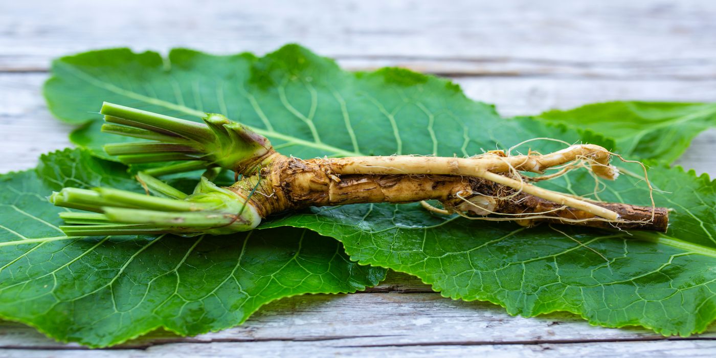 【WaSaBi】A-bike 8インチ（日本正規品）半永久保証書付き Sushi Sonic Real Wasabi, Freeze Dried Same-Day Delivery | Bristol