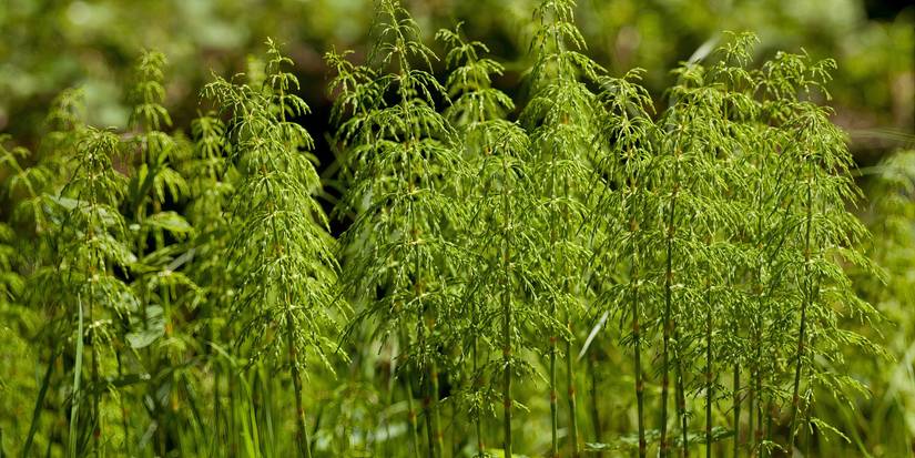 Hallow Reed Plant Jurassic Park Backyard Ideas: 5 Pretty Plant Options