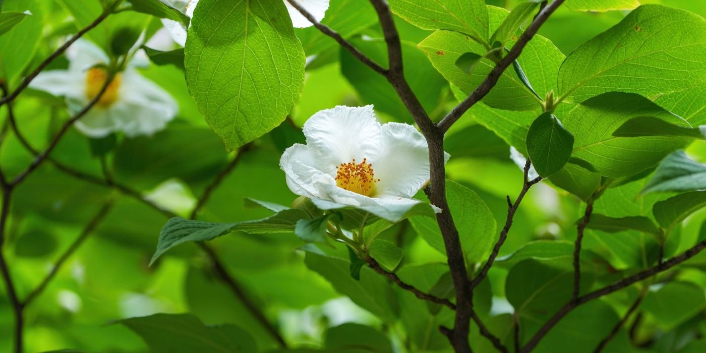 Discover Five Iconic Trees Growing in America’s Oldest Arboretum